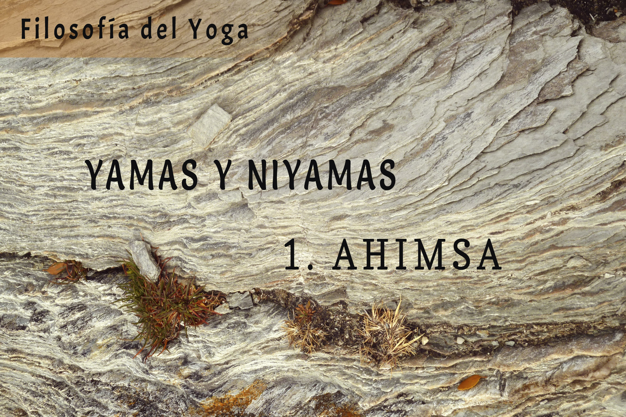 Imagen de portada para Sobre Yamas y Niyamas: Ahimsa